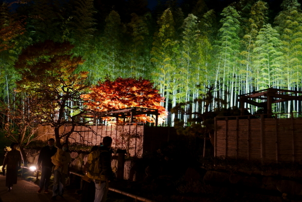 昭和記念公園ライトアップ00000757