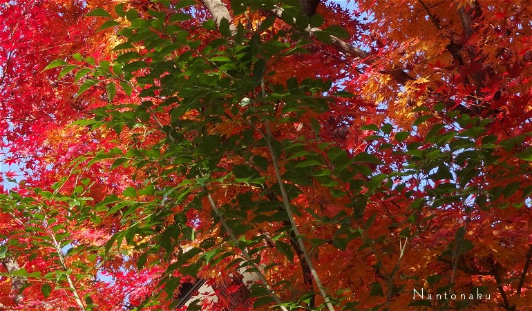 12月の　京都の山のてっぺんの紅葉　２