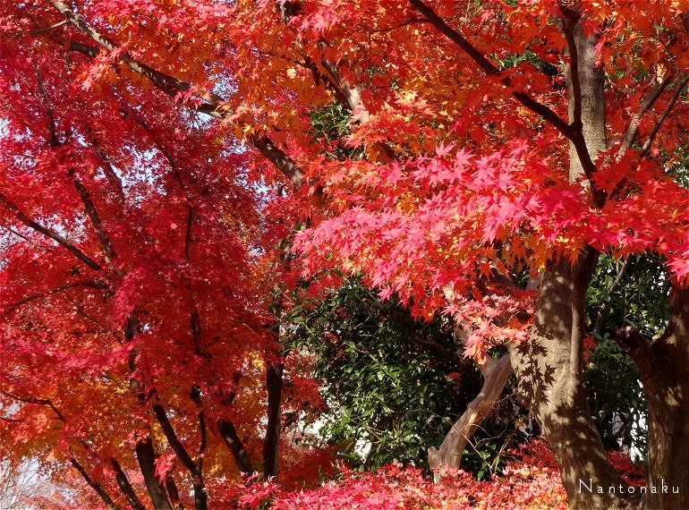 12月の　京都の山のてっぺんの紅葉　１