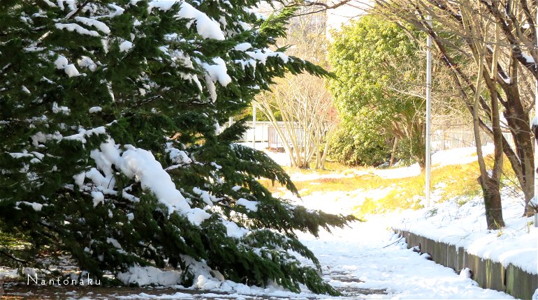 ２０２３年１月２６日木　大雪から３日目　雪の重みで　遊歩道を塞ぐ樹々