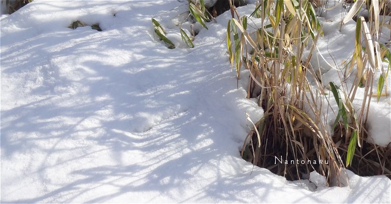 甘く見ていた　２０２３年１月２４日の京都の田舎の大雪