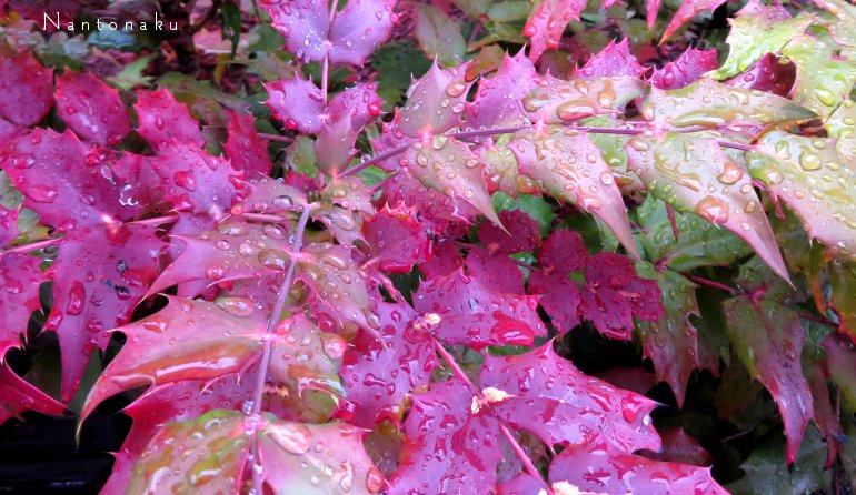 雨の日の散歩　ヒイラギに似た葉　ヒイラギナンテン　１