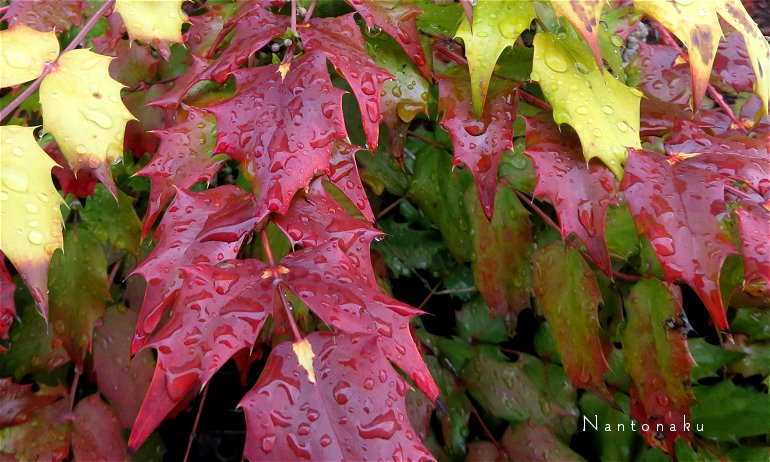 雨の日の散歩　ヒイラギに似た葉　ヒイラギナンテン　３