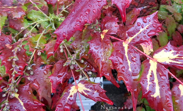 雨の日の散歩　ヒイラギに似た葉　ヒイラギナンテン　２