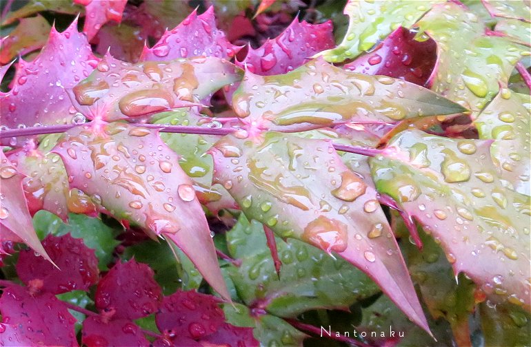 1111 雨の日の散歩　ヒイラギに似た葉　ヒイラギナンテン