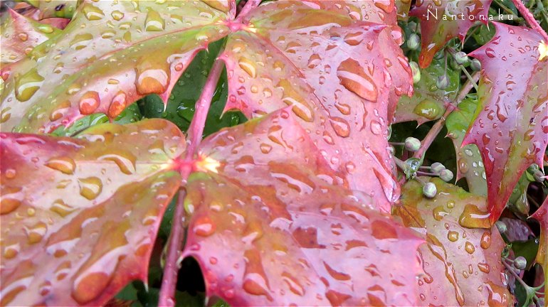 2222 雨の日の散歩　ヒイラギに似た葉　ヒイラギナンテン
