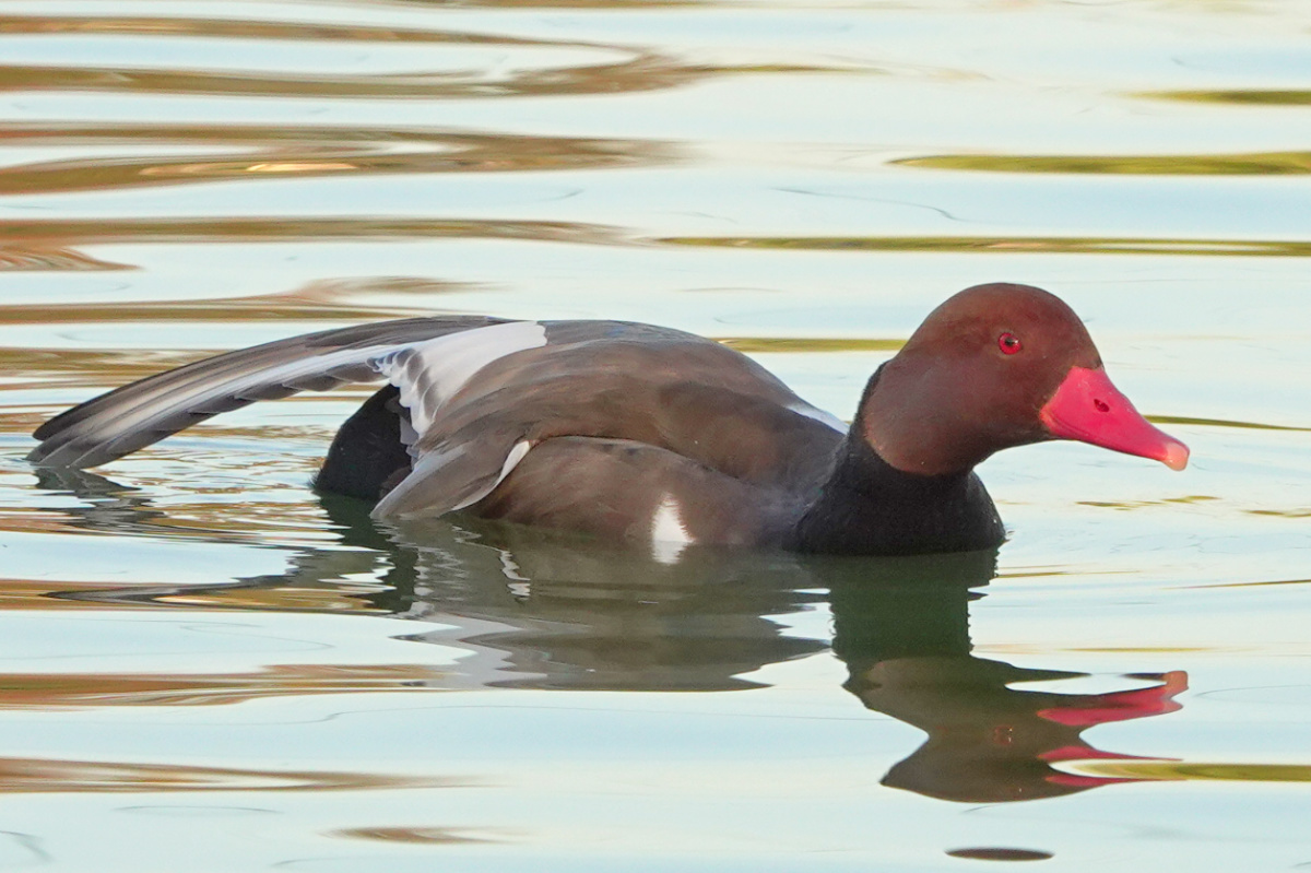 アカハシハジロDSC02869