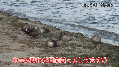 天気がよくなった真野浜でカモの群れが日向ぼっこしてます #今日の琵琶湖（YouTubeムービー 22/11/15）