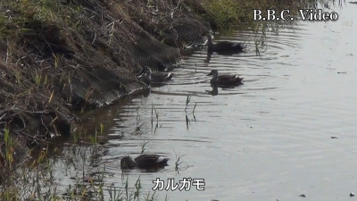 真野川河口の水鳥 #今日の琵琶湖（YouTubeYouTube 22/11/28）