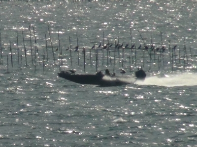 琵琶湖大橋西詰めから眺めた南湖は南西の強風で沖は白波立ちまくり。バスボートがバッコンバッコンなりながら走ってます（12月16日9時15分頃）