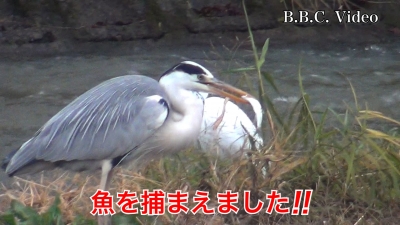 真野川の水鳥!! 雨で増水したチャンスに魚を狙ってます #今日の琵琶湖（YouTubeムービー 22/12/22）