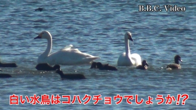 真野浜のコハクチョウ!! 初めて見ました #今日の琵琶湖（YouTubeムービー 22/12/23）
