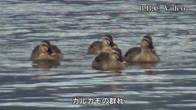 大晦日の琵琶湖は曇天軽風!! 南湖は軽く荒れてます #今日の琵琶湖（YouTubeムービー 22/12/31）