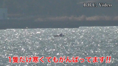 晴天アホ風の琵琶湖南湖!! 釣り中のボートが1隻だけ見えます #今日の琵琶湖（YouTubeムービー 23/01/11）
