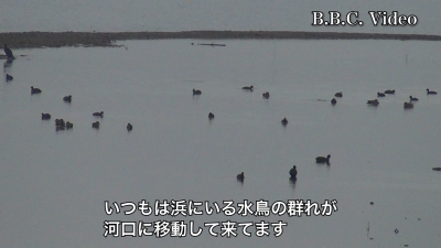 真野川河口に水鳥がいっぱい!! #今日の琵琶湖（YouTubeムービー 23/01/14）