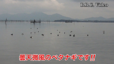 雨上がりの琵琶湖北湖は曇天微風のベタナギ!! コハクチョウの群れはいなくなりました #今日の琵琶湖（YouTubeムービー 23/01/22）