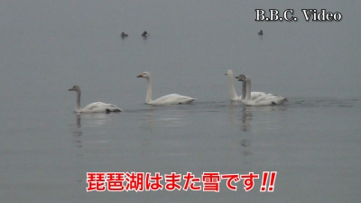 真野浜のコハクチョウ!! 一昨日に続いて2回連続で会えました #今日の琵琶湖（YouTubeムービー 23/01/27）