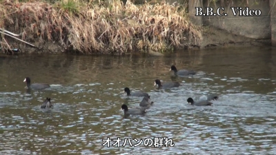 真野川のオオバンとカルガモ!! #今日の琵琶湖（YouTubeムービー 23/02/08）
