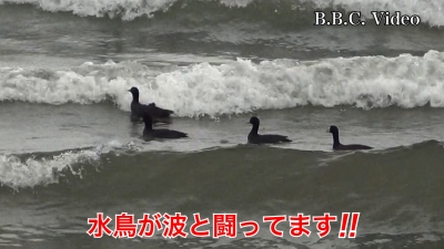 琵琶湖の波と闘う水鳥!! #今日の琵琶湖（YouTubeムービー 23/02/14）
