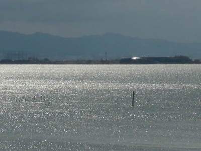 琵琶湖大橋西詰めから眺めた南湖は西寄りの風が強まり始めてます。釣り中のボートは1隻も見えません（2月20日11時25分頃）