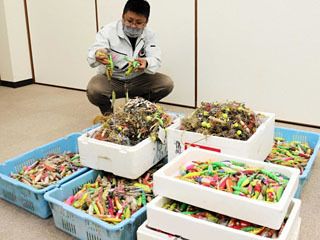 明石市漁連が2022年に回収したエギ1万個