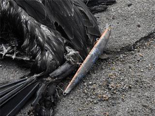 足にルアーのフックが刺さって衰弱死した水鳥