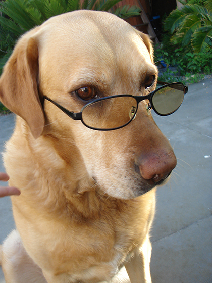 15112022_dogpic3.jpg