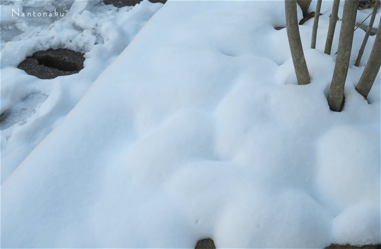 ２０２３年１月２６日木　大雪から３日目　凍る雪　