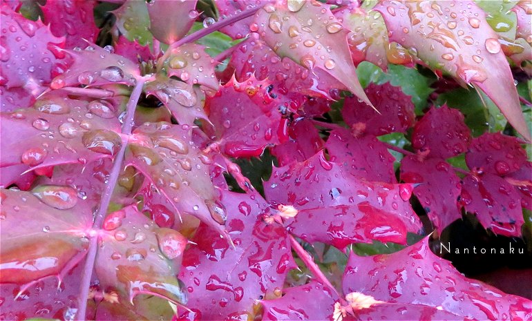 4444 雨の日の散歩　ヒイラギに似た葉　ヒイラギナンテン