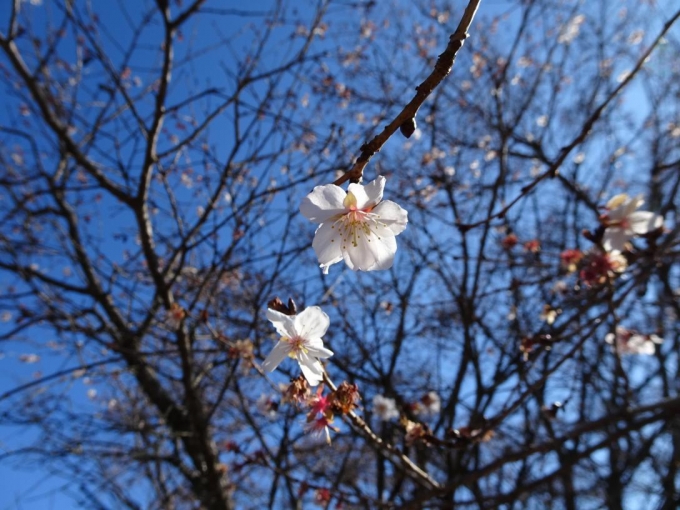 山頂の冬桜