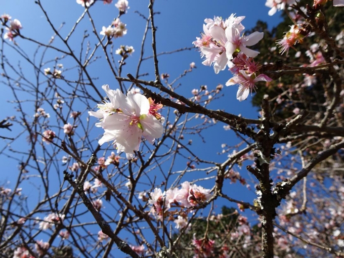 山頂の冬桜