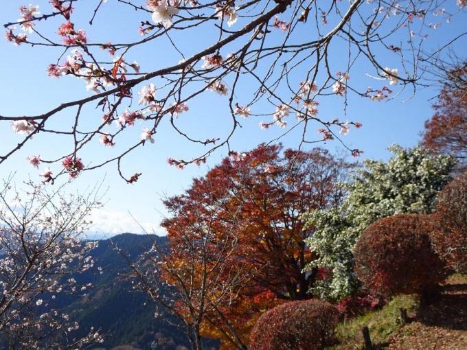 冬桜と山茶花とモミジ