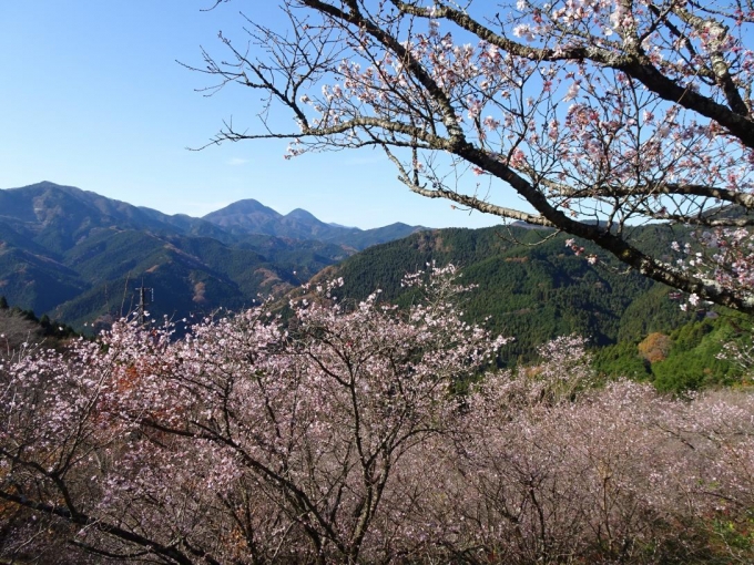 冬桜と御荷鉾山２