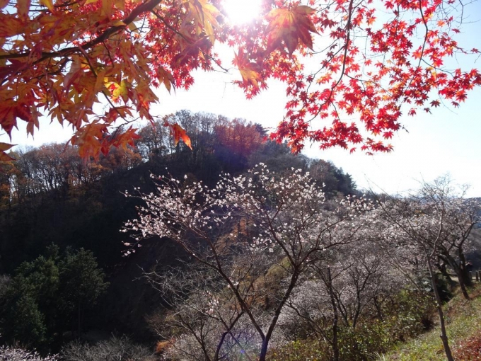 桜山と紅葉と冬桜２
