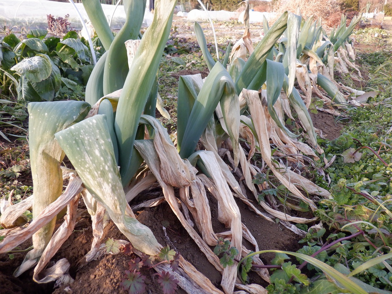DSCF6095.jpg