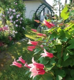 バラと雑草・小さな菜園と