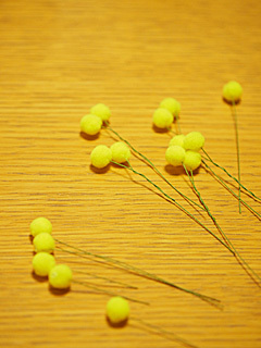mimosa2023-03.jpg