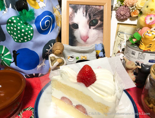 あーく氏とショートケーキの写真