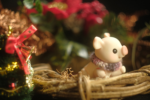 ツバキアキラが撮った、Oh! Duck FarmのTon Ton・トット。クリスマスの飾りの中で、楽しかった思い出に思いを巡らせるトット。