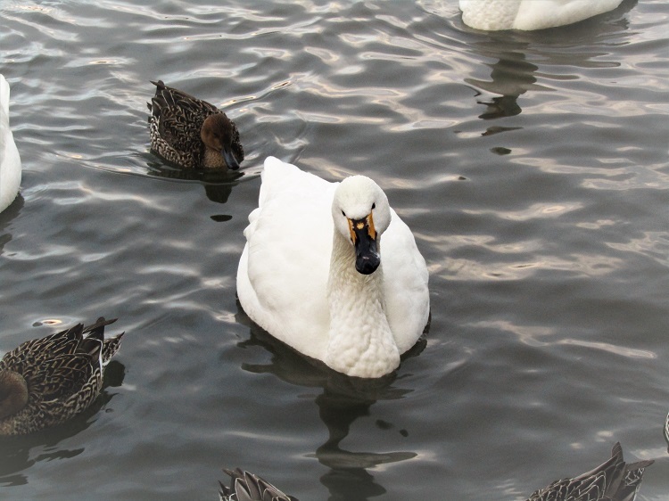 3瓢湖の白鳥一羽正面