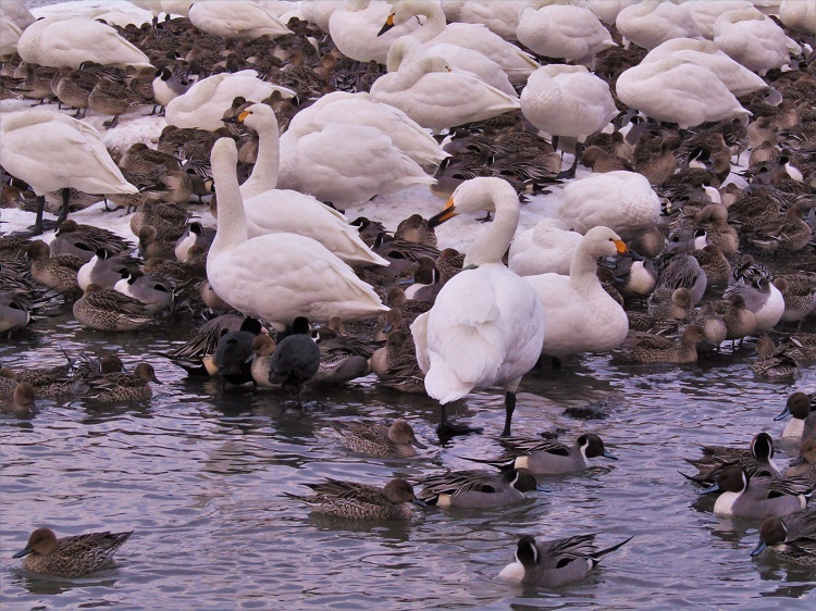 2瓢湖の白鳥の群れ