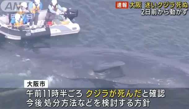 マッコウクジラ 淀ちゃん 大阪 淀川 クジラ