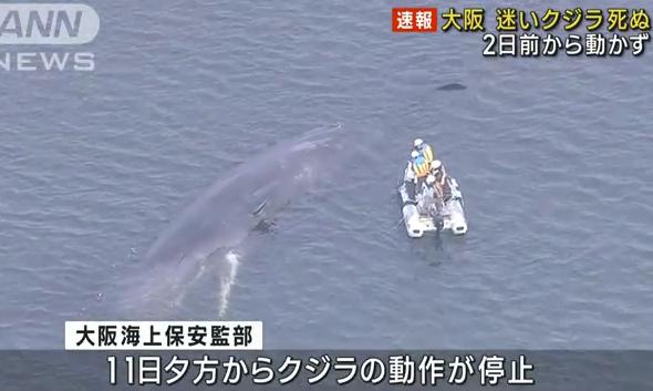 マッコウクジラ 淀ちゃん 大阪 淀川 クジラ