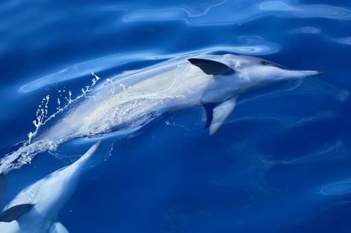 【動画あり】クジラ、トドに続き今度は東京湾に「イルカ100頭の大群」が出現