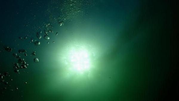 【前触れ】兵庫県の沿岸で「巨大なダイオウイカ」が発見される！水深5メートルで漂っているのが撮影される