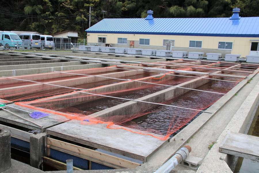 第三孵化場の鮭養殖マス