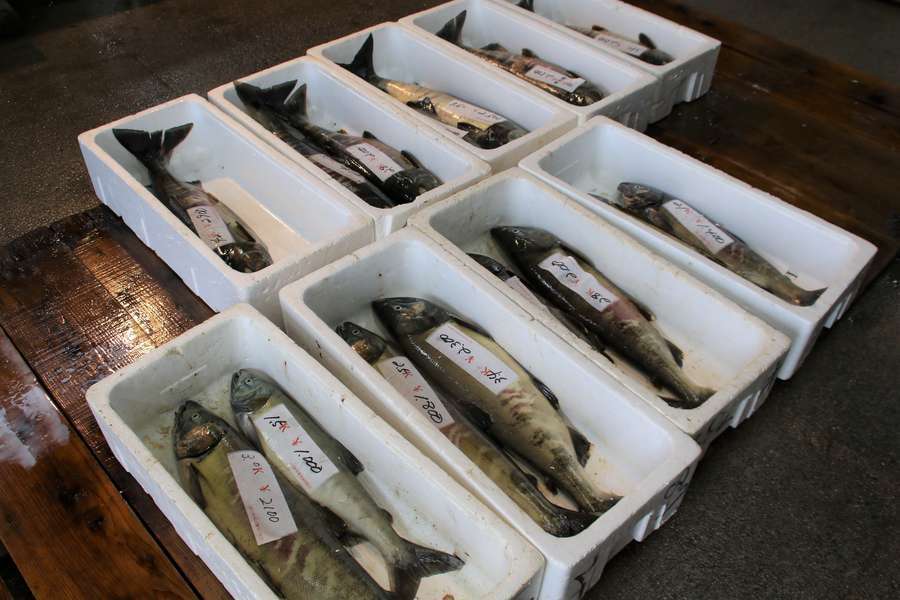 三面川に還って来た鮭が並ぶ直売所