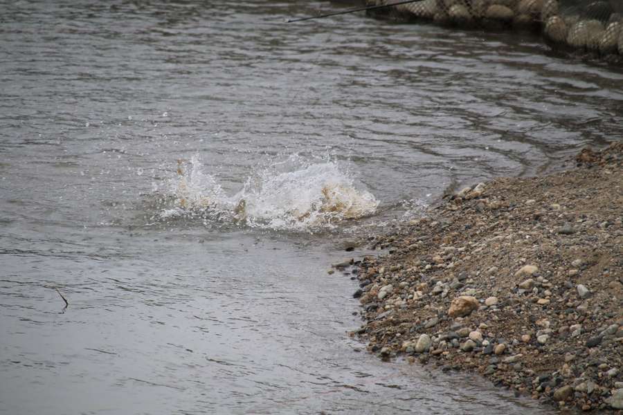 岸まで引き寄せられた三面川の鮭