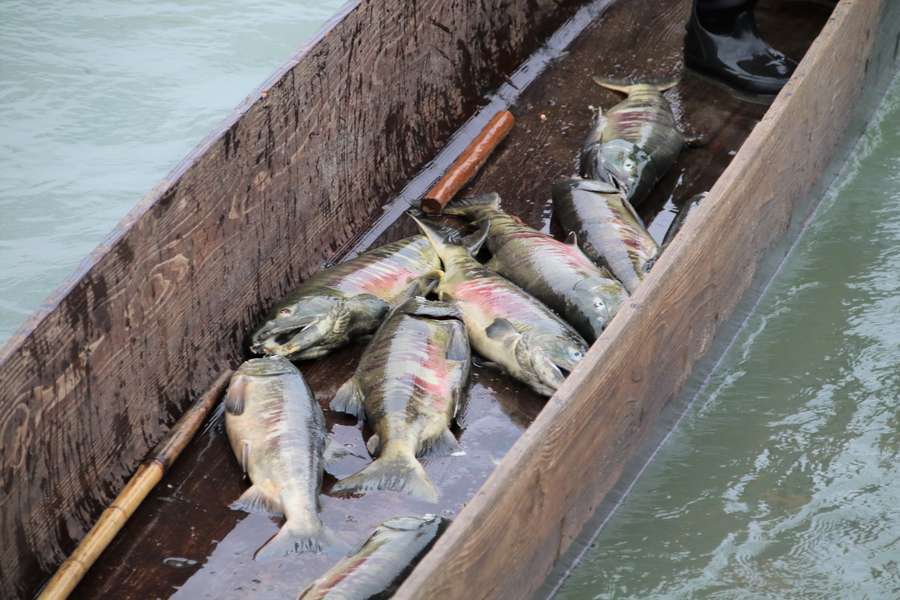 小回し舟の中に置かれた三面川の鮭