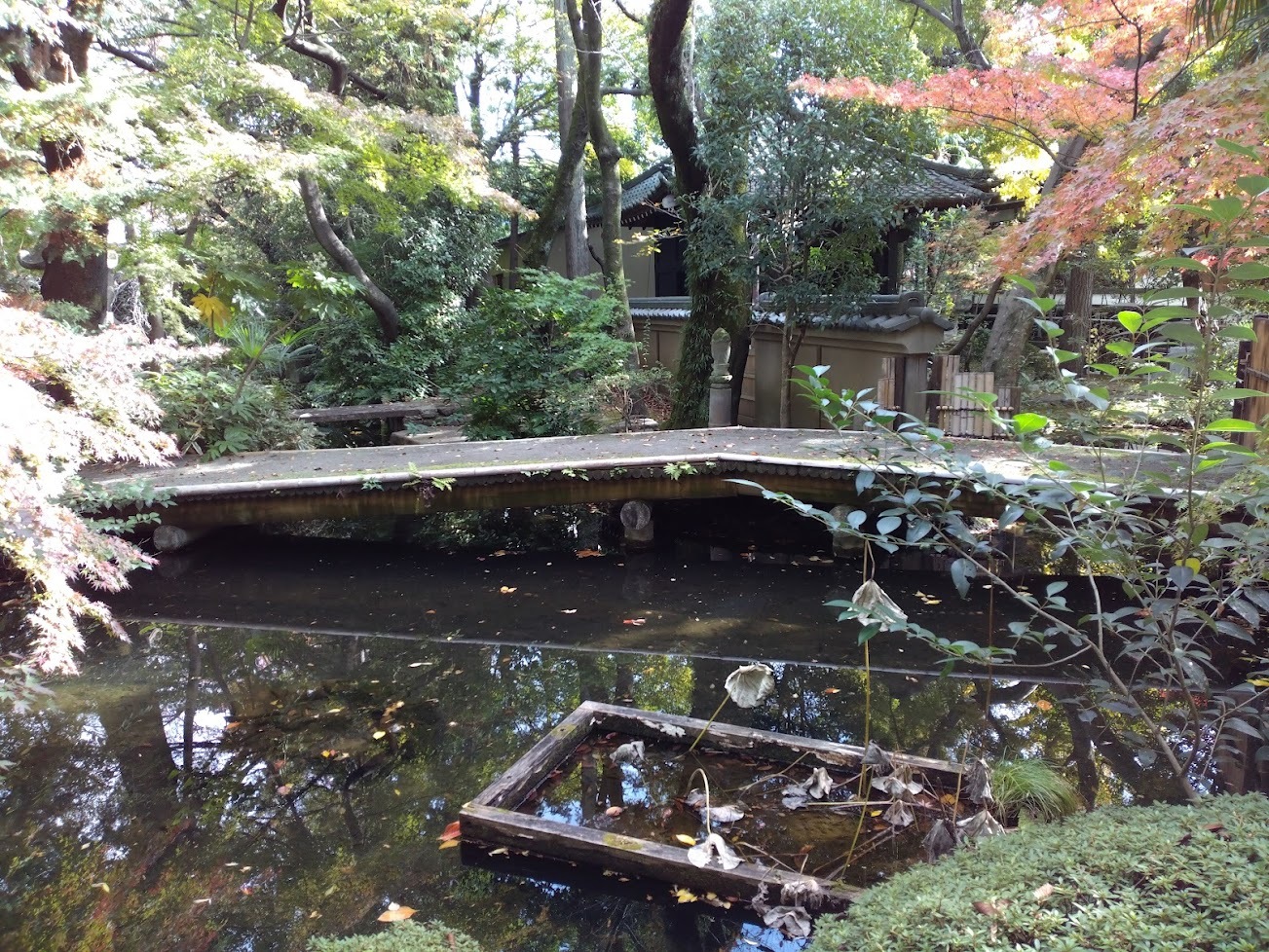 大正寺の池２